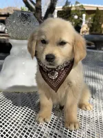 Maxx, a male Golden Retriever for sale in Mojave, CA – Photo 3 of 7
