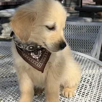 Leo, a male Golden Retriever for sale in Mojave, CA – Photo 1 of 7