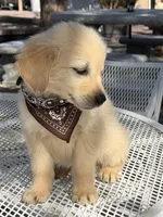 Maxx, a male Golden Retriever for sale in Mojave, CA – Photo 1 of 7