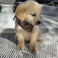 Leo, a male Golden Retriever for sale in Mojave, CA – Photo 5 of 7