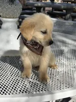 Maxx, a male Golden Retriever for sale in Mojave, CA – Photo 5 of 7