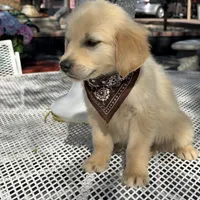 Leo, a male Golden Retriever for sale in Mojave, CA – Photo 6 of 7