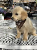 Maxx, a male Golden Retriever for sale in Mojave, CA – Photo 6 of 7