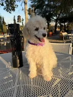 Blonde , a female Poodle - Miniature  for sale in Mojave, CA – 4 of 6