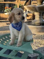 Kobe , a male Golden Retriever for sale in Mojave, CA – 4 of 6