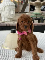 Koko , a female Goldendoodle for sale in Mojave, CA – 5 of 7