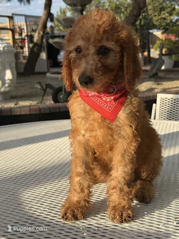 Canelo  – Goldendoodle puppy for sale in Mojave, CA