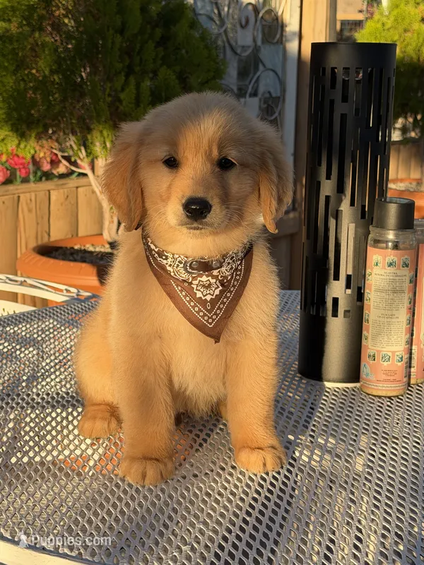 Luka  – Golden Retriever puppy for sale in Mojave, CA