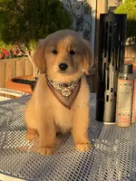 Luka , a male Golden Retriever for sale in Mojave, CA – 1 of 6