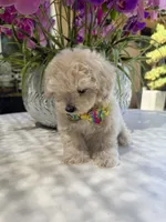 Casper , a male Maltipoo for sale in Mojave, CA – 5 of 6