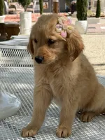 Dior , a female Golden Retriever for sale in Mojave, CA – Photo 3 of 6