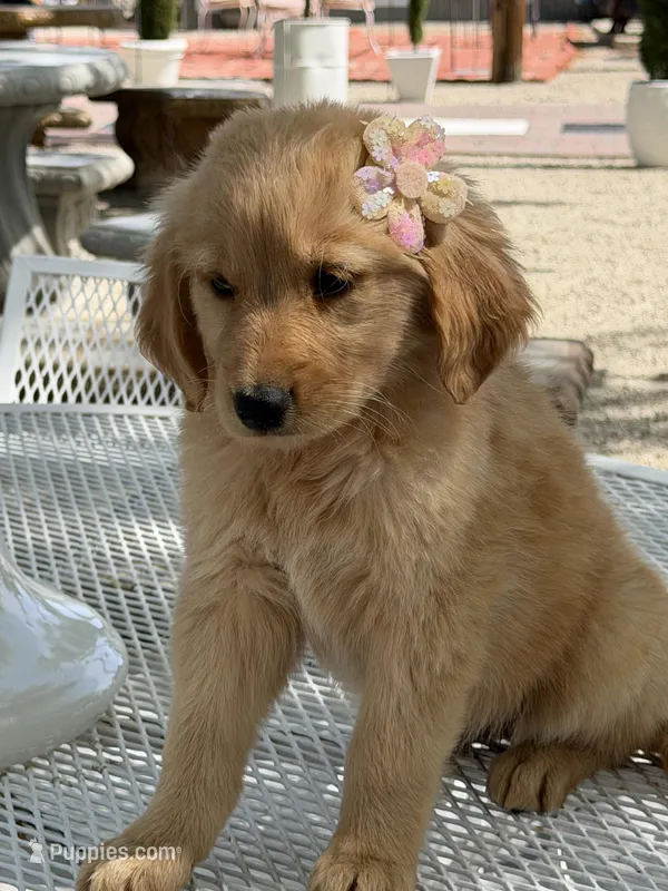 Dior  – Golden Retriever puppy for sale in Mojave, CA