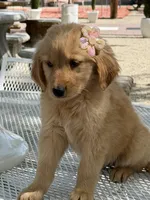Dior , a female Golden Retriever for sale in Mojave, CA – Photo 1 of 6