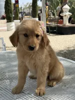 Dior , a female Golden Retriever for sale in Mojave, CA – Photo 4 of 6