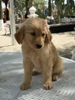 Dior , a female Golden Retriever for sale in Mojave, CA – Photo 5 of 6