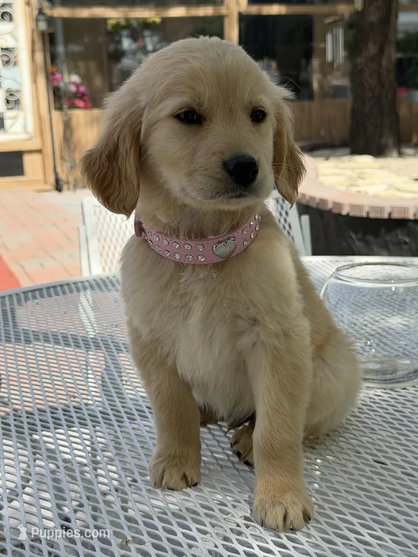 Dior  – Golden Retriever puppy for sale in Mojave, CA