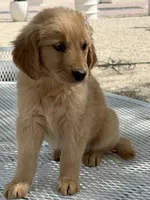 Dior , a female Golden Retriever for sale in Mojave, CA – Photo 2 of 6
