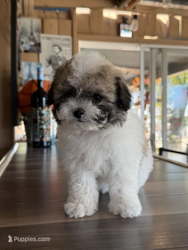 Cookie – Shihpoo puppy for sale in Mojave, CA
