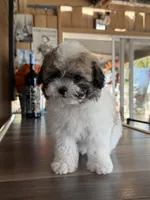 Cookie, a male Shihpoo for sale in Mojave, CA – 1 of 6