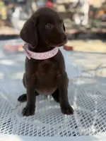 Ruby , a female Labrador Retriever for sale in Mojave, CA – 2 of 4