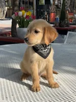 Luka , a male Golden Retriever for sale in Mojave, CA – 2 of 8