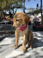 Dior , a female Golden Retriever for sale in Mojave, CA – 2 of 5