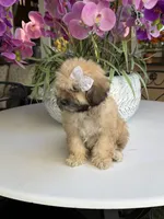 Ginger , a female Shihpoo for sale in Mojave, CA – 3 of 6