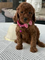 Koko , a female Goldendoodle for sale in Mojave, CA – 6 of 7