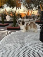 Cooper, a male Shih Tzu for sale in Mojave, CA – 3 of 5