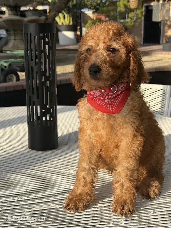 Kobe  – Goldendoodle puppy for sale in Mojave, CA