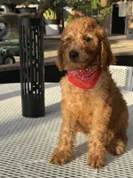 Kobe , a male Goldendoodle for sale in Mojave, CA – 1 of 6