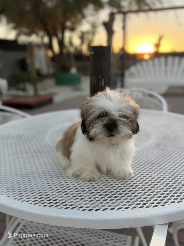 Cooper – Shih Tzu puppy for sale in Mojave, CA