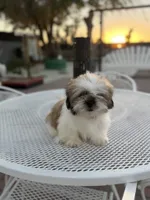 Cooper, a male Shih Tzu for sale in Mojave, CA – 1 of 5
