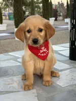 Leo , a male Golden Retriever for sale in Mojave, CA – 4 of 6