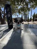 Oreo , a male Shih Tzu for sale in Mojave, CA – 5 of 8