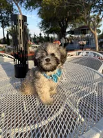 Milo , a male Shih Tzu for sale in Mojave, CA – 4 of 7