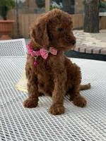 Koko , a female Goldendoodle for sale in Mojave, CA – 4 of 7