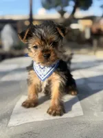 Penny, a male Yorkshire Terrier for sale in Mojave, CA – Photo 5 of 6