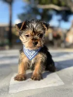 Penny, a male Yorkshire Terrier for sale in Mojave, CA – Photo 1 of 6