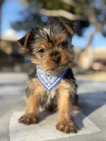 Penny, a male Yorkshire Terrier for sale in Mojave, CA – Photo 4 of 6