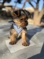 Penny, a male Yorkshire Terrier for sale in Mojave, CA – Photo 3 of 6