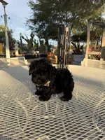 Tuxedo , a male Shih Tzu for sale in Mojave, CA – 6 of 6