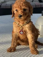 Chanel , a female Goldendoodle for sale in Mojave, CA – 6 of 6