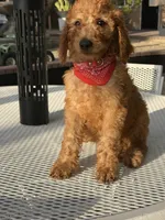 Kobe , a male Goldendoodle for sale in Mojave, CA – 5 of 6