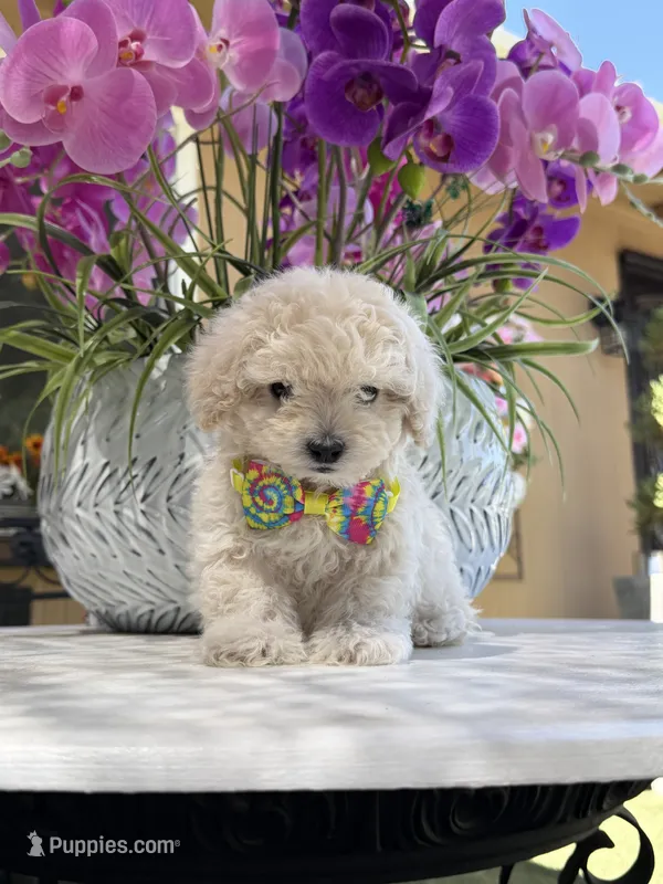 Casper  – Maltipoo puppy for sale in Mojave, CA