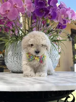 Casper , a male Maltipoo for sale in Mojave, CA – 1 of 6