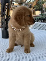 Leo, a male Golden Retriever for sale in Mojave, CA – 8 of 9