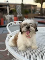 Oreo , a male Shih Tzu for sale in Mojave, CA – 4 of 6