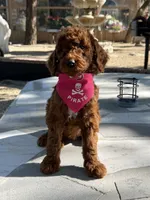 Cinnamon , a female Goldendoodle for sale in Mojave, CA – 3 of 7