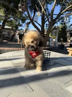 Beer , a male Shihpoo for sale in Mojave, CA – 4 of 6